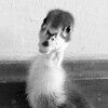 luckycat62